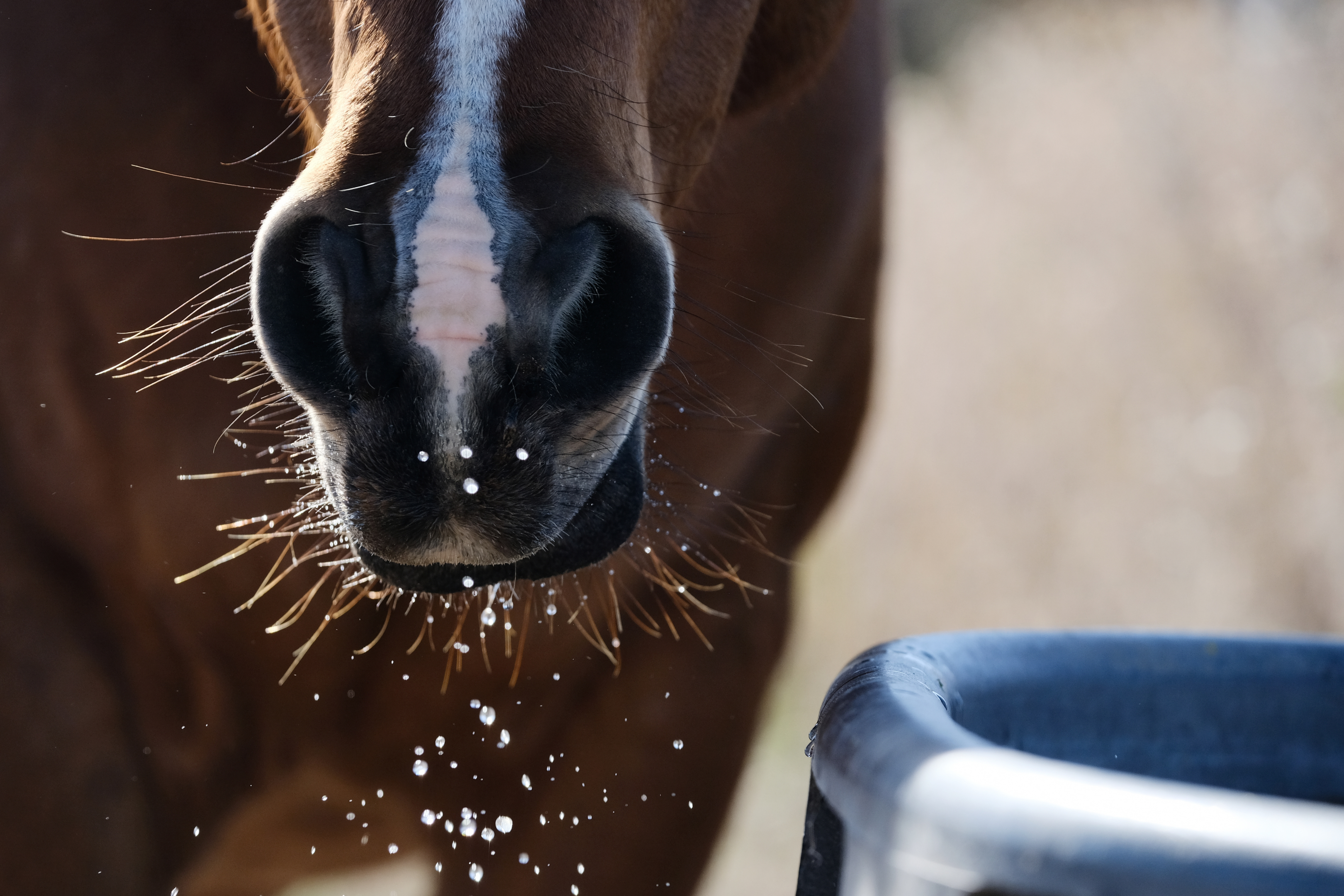 Horse hydration