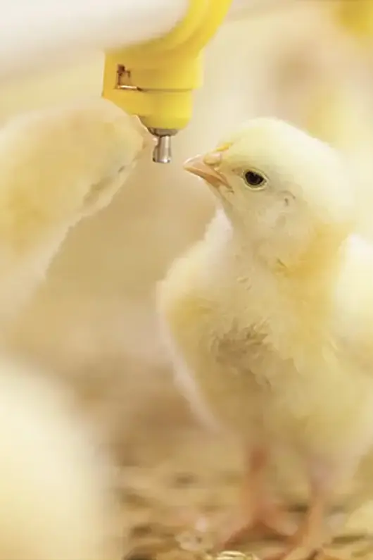 agri-chicks