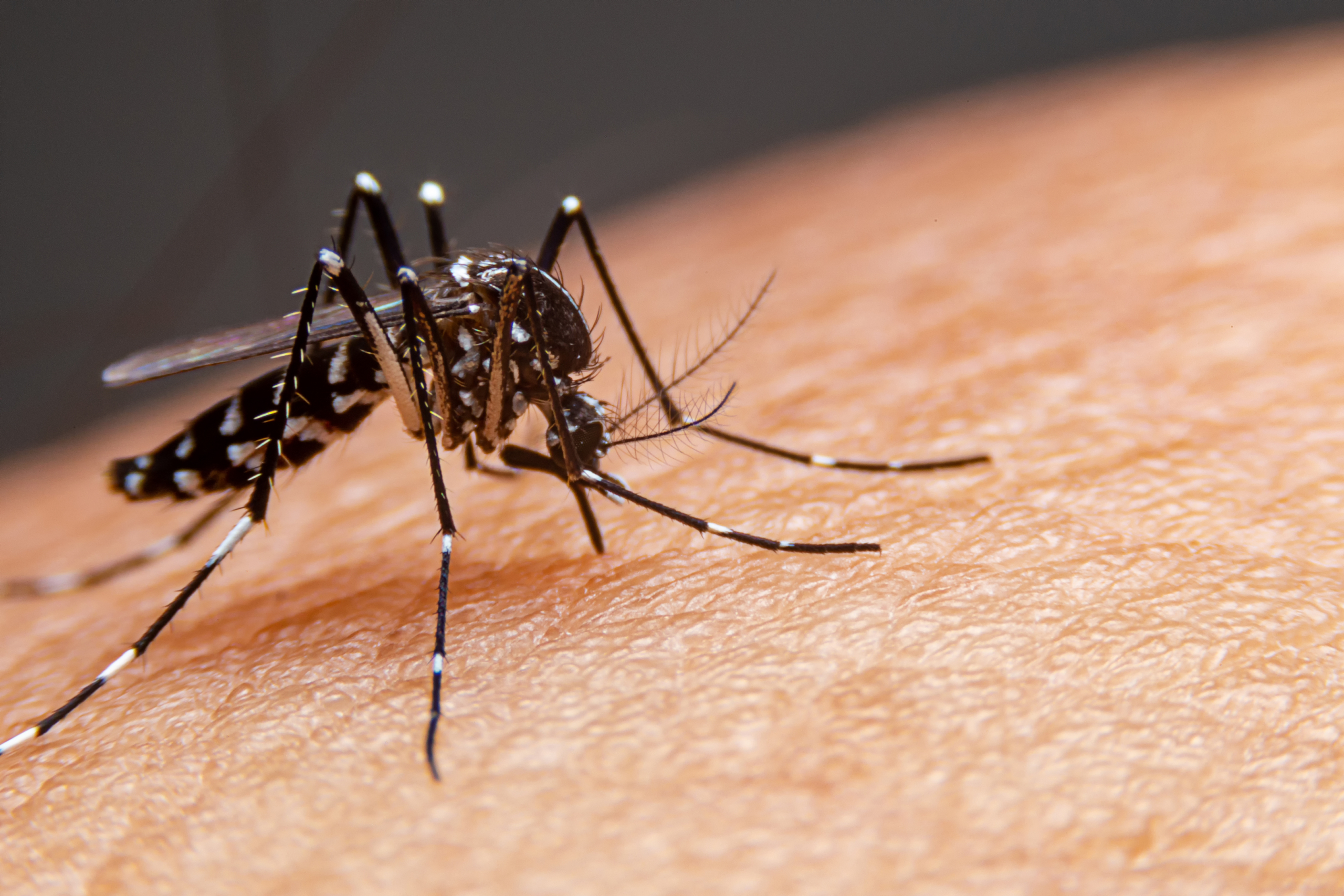 Mosquito, a carrier of dengue fever in Europe.